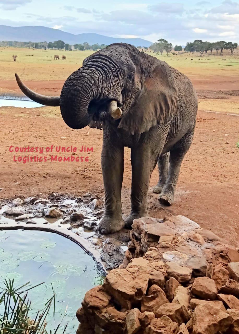 Tsavo Park Kenya safari booking